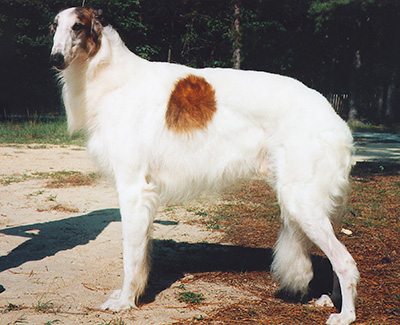 Top Conformation Borzoi 1992